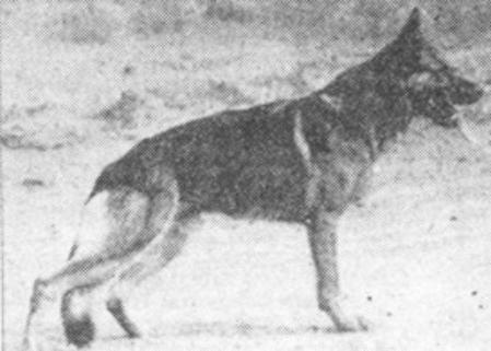 Small picture of Erko vom Turmpark
