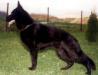 Small picture of V Aron vom Sachsentraum