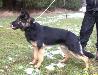 Small picture of  Yasko vom Prielberg