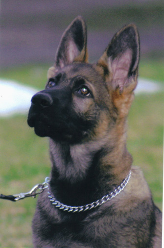 Agent Grady sitz 