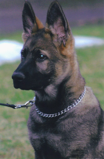 Agent Grady sitz