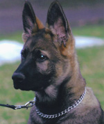 Agent Grady