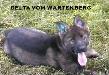 Small picture of  Delta vom Wartenberg