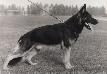 Small picture of V Daus von der Ratstanne
