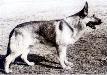Small picture of Gundo vom Stolper-Land