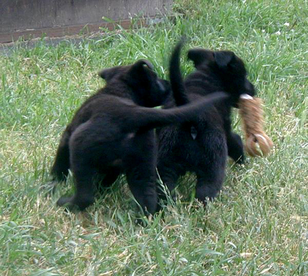 Onika Pups 7 wks