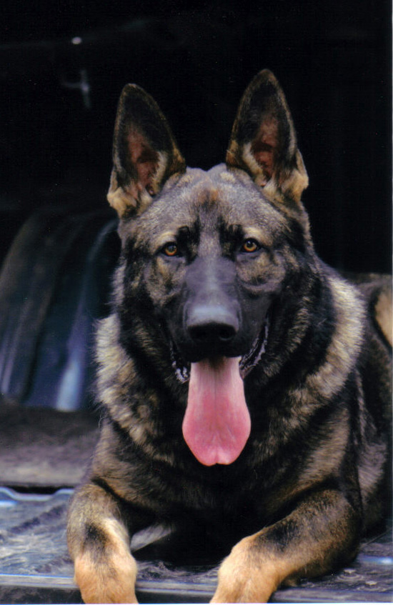 Agent Grady 10 mos