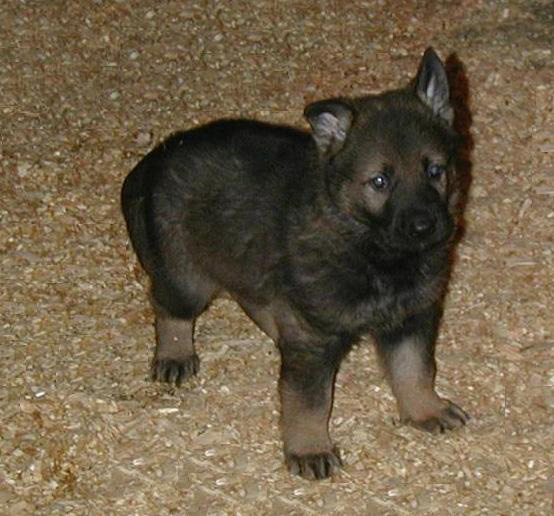 Agent Grady 5 weeks