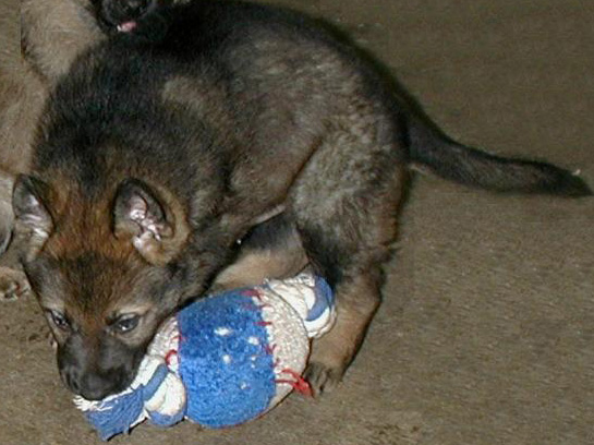 Agent Grady 6 wks