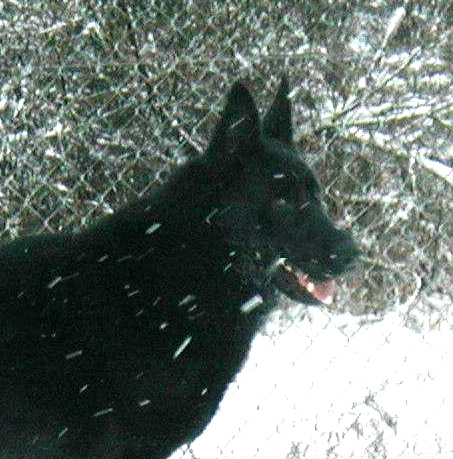 Argo head snow