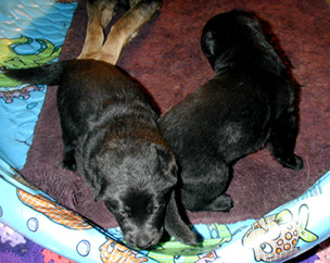 Argo Hary pups 3 wks_