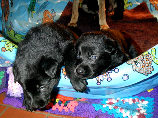 Argo Hary pups 3 wks