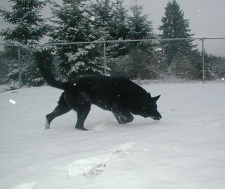 Argo searching ball