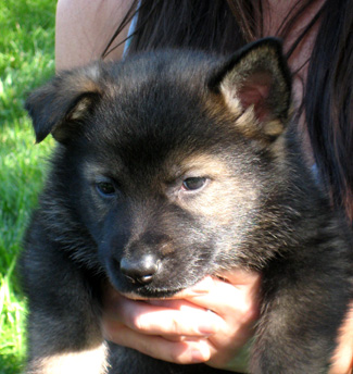 Blk Collar male