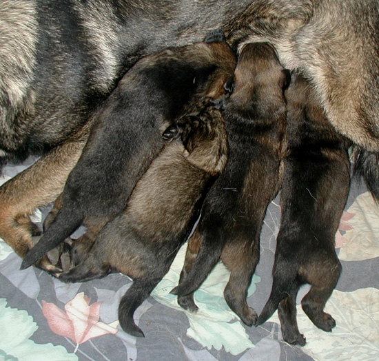 Barinja Argo pups 2 wks