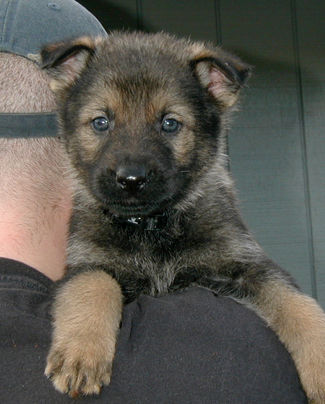 Black collar Male 5 wks 325w