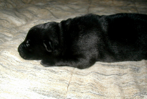 5 day old black female