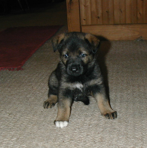 Green Collar Dark sable male