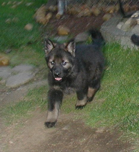 Black sable male 6 wks