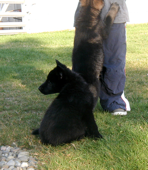 Blk male 8 wks