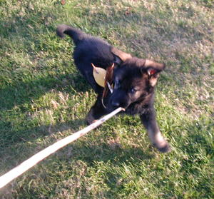 Blk sable male 8wks