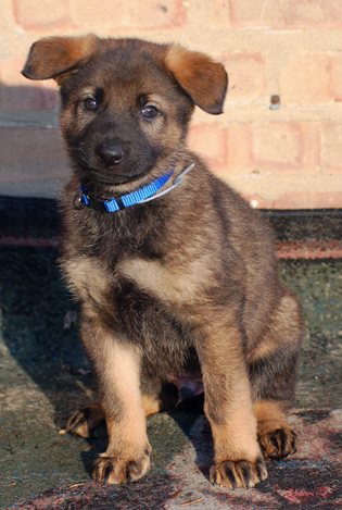 Blue collar male 6 wks 315w