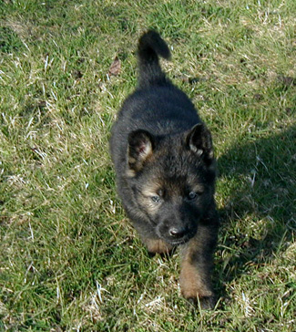 Blue Collar Male 5 wks 325