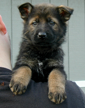 Blue plaid collar male 5 wks 325w