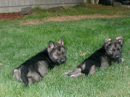 Blue collar and Green collar Males