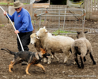 Caleb on sheep 4 mos 315w