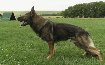 Cato_side