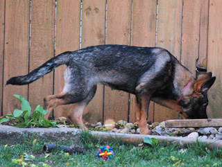 Cayla-Pink 4.5 mos