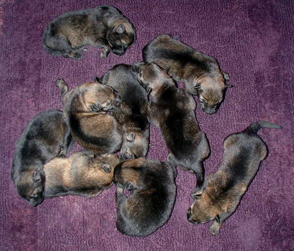 Yeltsa Chachar pups 1 week