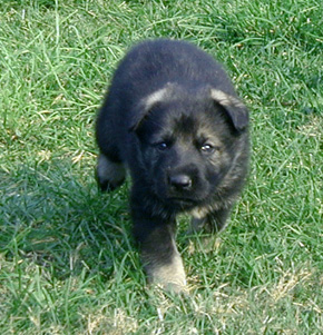 Danys male pup 4wks