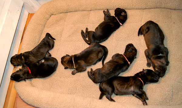 Den-Lu C Litter 1 day old