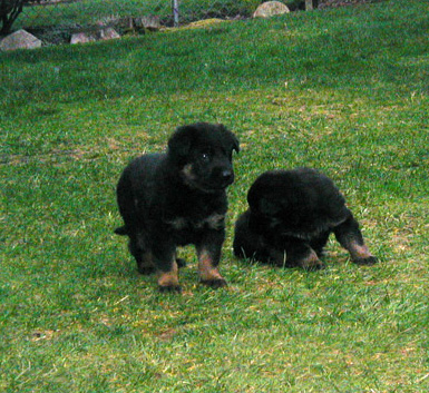 Eina and Eikon 3.5 wks