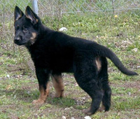 Eina 7 wks
