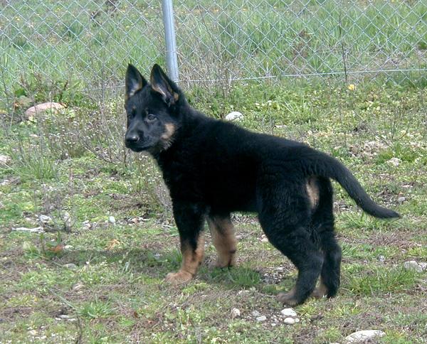 Eina 7 wks