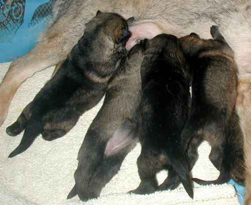 Uva Argo Pups_2 wks