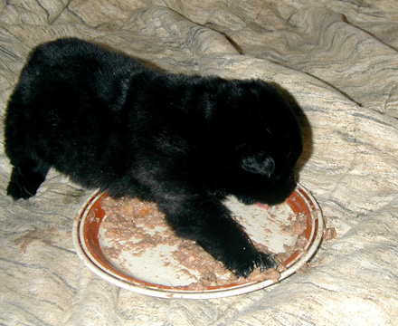 Lolinda Uma first feeding 440x360