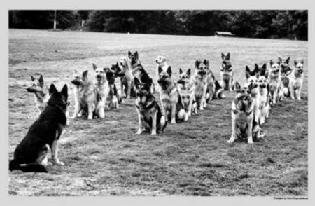 Title: Police Dogs on Parade