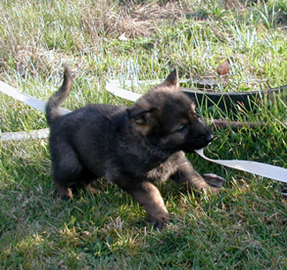 Green collar male 5 wks 325w