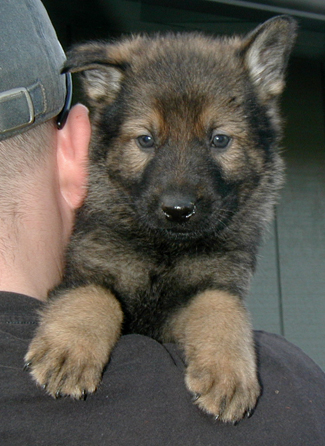 Green collar male 5 wks 325w