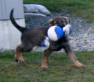 Green collar male 9 wks