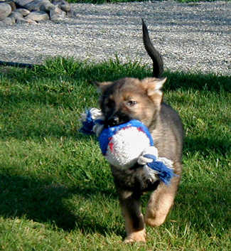 Green collar male 9 wks