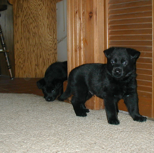 Hary Argo pups 4.5 wks