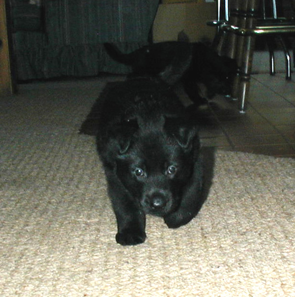 Hary Argo Male 4.5 wks 600w