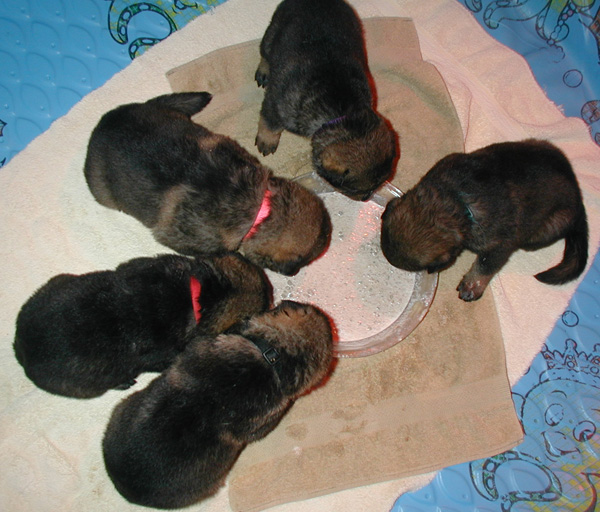 Helga Norbo pups 1st feeding 19 days 600w