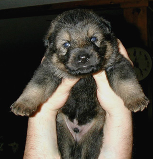 Helga red collar male3 wks 315w