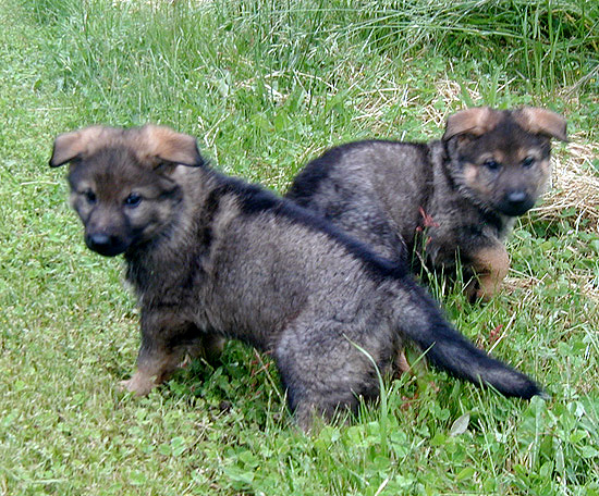 Helga.Norbo Pink_Purple females 7 wks550w